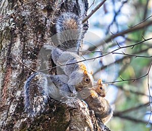 Three squirrels playing on a tree trunk
