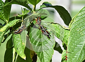 Three eastern lubber grasshoppers also known as Romalea microptera