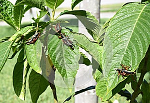 Three eastern lubber grasshoppers also known as Romalea microptera