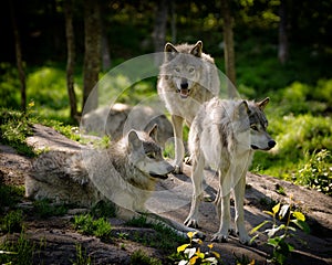 Three Eastern Timber Wolves Pack