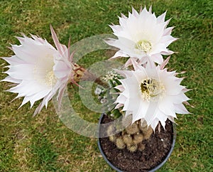 Three echinopsis flowers