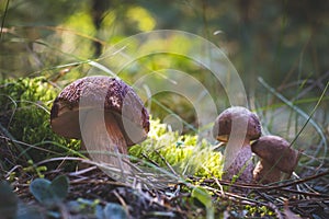 Three edible porcini mushrooms grow in forest