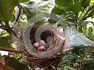 Three eggs are in the bird`s nest.