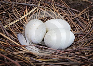 Three eggs in the nest