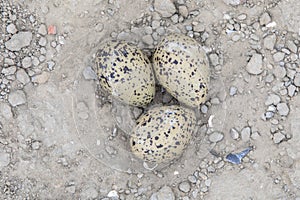 Three eggs in nest of Oystercatcher
