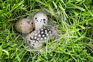 Three eggs quail in the grass with a feather