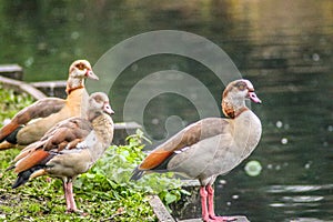 A row of Egyptian Geese