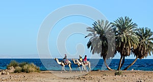 Three Egyptian girls riding camels ride along the coast of the Red Sea