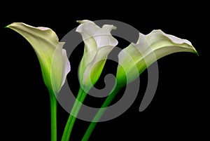 Three elegant and classic white calla lilies close up