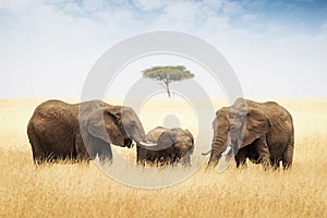 Three elephant in tall grass in Africa