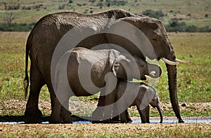 Three elephants photo