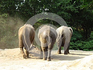 Three Elephants