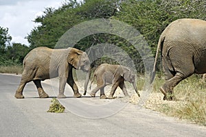 Three elephants