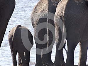 Three elephants from the back