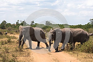 Three elephants cross the road. Masai Mara, Kenya