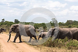 Three elephants crossing the road. Masai Mara, Kenya