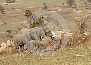 Threee Elephants Elephantidae walking across the Serengeti