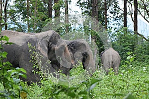 Three elephants feeding on some grass in Thailand