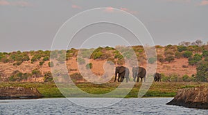 Three elephants Loxodonta africana approach the river