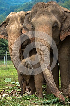 Three elephants in nature park