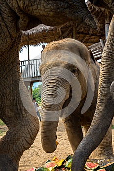 Three elephants in nature park