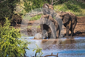 Three elephants playing in the water