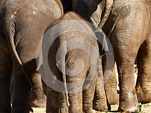 Three elephants seen from behind