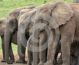 Three elephants standing side by side