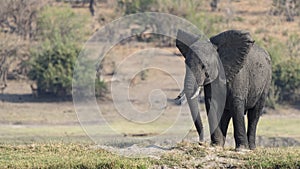 Three elephants at sunset