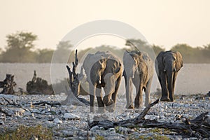 Three elephants