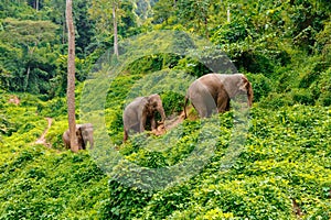 Three elephants walk at the jungle in Chiang Mai Thailand