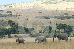 Three elephants wandering through Masai Mara