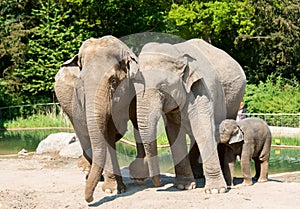 Three elephants in zoo