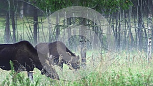 Three elk, moose, Alces alces, in the autumn mist. Autumn landscape. A female moose.