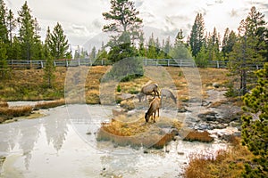 Three Elk at Yellowstone Hot Spring