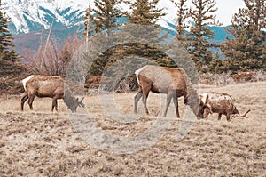 Three elks eating wild in sprintime