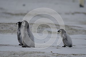Three Emperor Penguin Chicks
