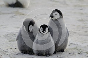 Three Emperor Penguin Chicks Huddled Together