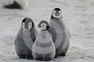 Three Emperor Penguin Chicks Huddled Together