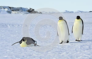 Three Emperor Penguins on the snow