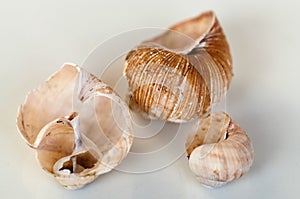 Three empty shells of garden snail
