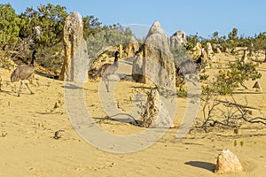 Three emus walking inside the Pinnacles Desert, Western Australia