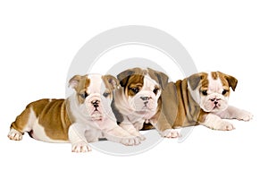 Three English bulldog puppies.