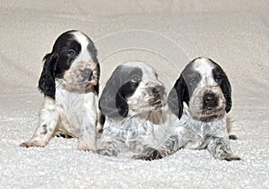 THree English Cocker Spaniel Puppies