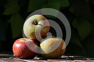 Three English Cox's apples in autumn sunlight with leaves in a dark background placed on a rustic table