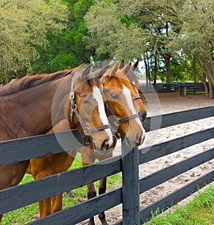 Three equine yearlings in a corral