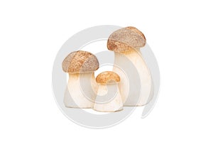 Three eringi mushrooms