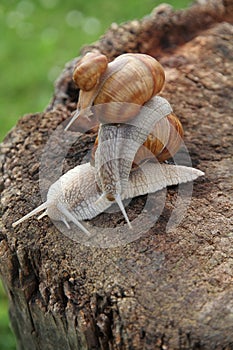 Three escargot or snails