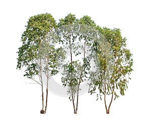 Three Eucalyptus trees, tropical tree