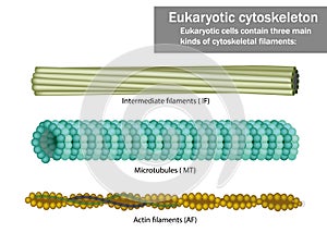 Three Eukaryotic cells cytoskeletal filaments photo